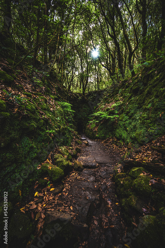 Mystic tunnel on adventurous jungle path along water canal. Levada of Caldeirão Verde, Madeira Island, Portugal, Europe.