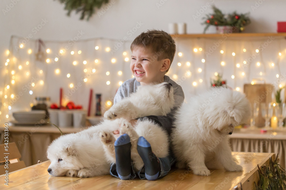 Boy, home, samoyed puppy, fun