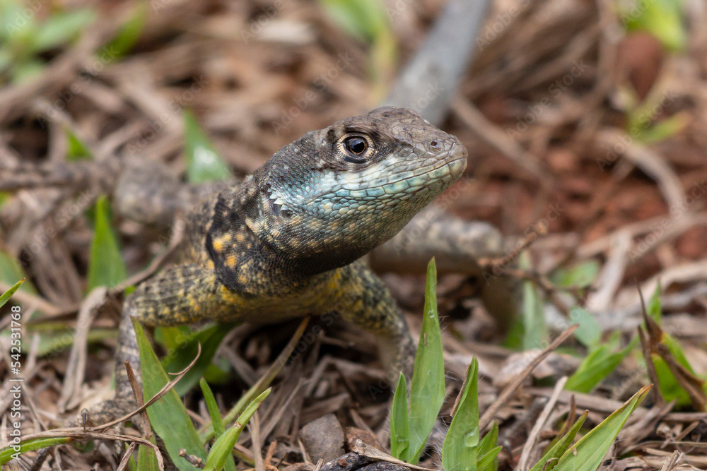 A Lizard typical of the Brazilian savannah also know as Calango or Largatixa. Species Tropiduros oreadicus. Animal world. Nature. A Lizard typical of the Brazilian savannah also know as Calango or Largatixa. Species Tropiduros oreadicus. Animal world. Nature.