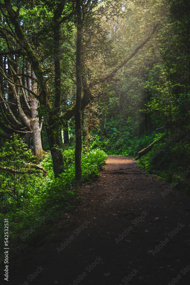 View on idyllic road through the jungle in the afternoon. Levada of Caldeirão Verde, Madeira Island, Portugal, Europe. View on idyllic road through the jungle in the afternoon. Levada of Caldeirão Verde, Madeira Island, Portugal, Europe.