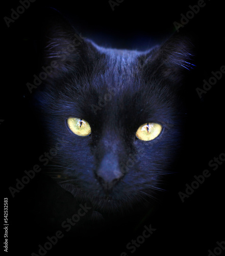 Fototapeta Naklejka Na Ścianę i Meble -  Portrait of cute black wild cat