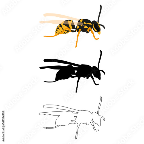 Vector illustration in three styles outline, silhouette, flat design, on the theme of the wasp insect.