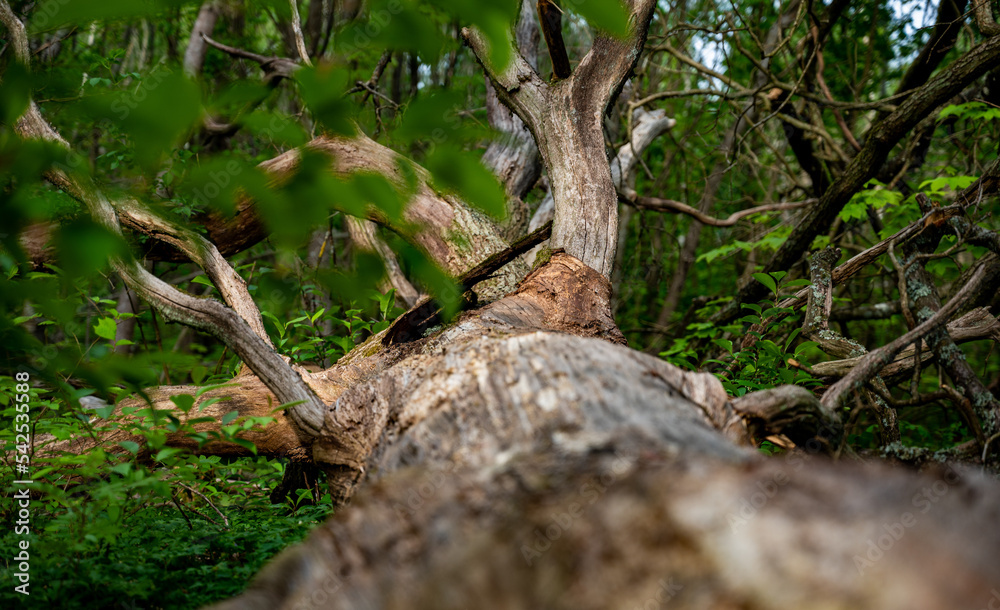 Fototapeta premium fallen tree with green leaves