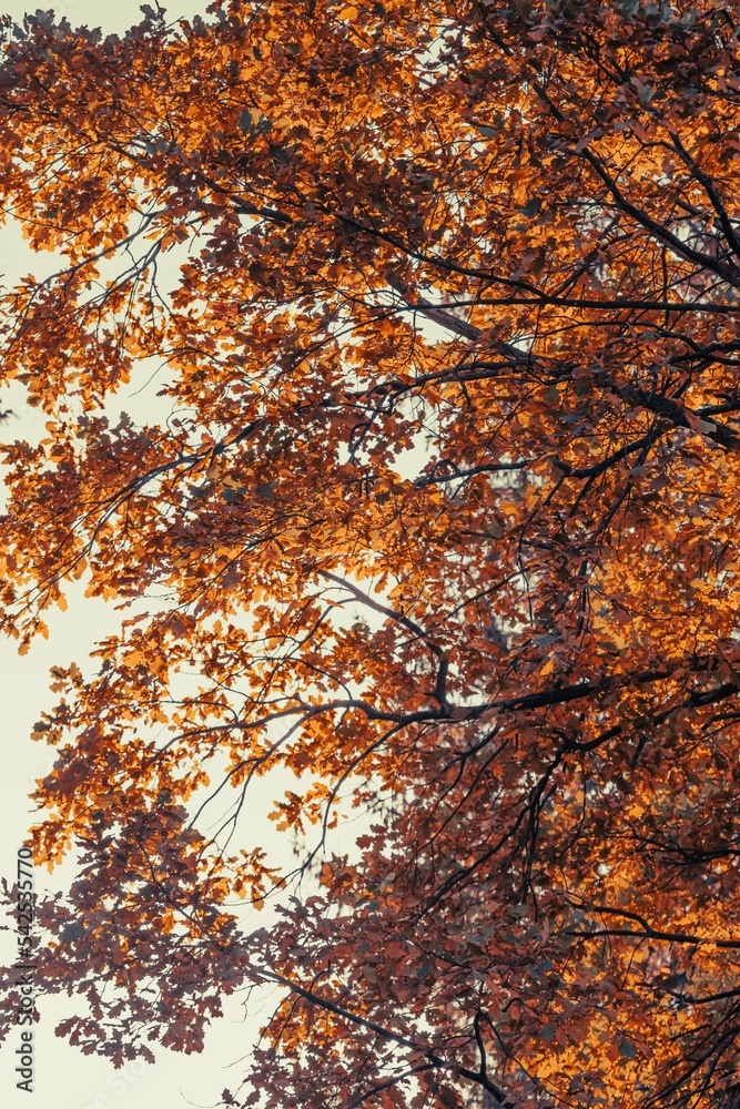 Golden autumn. Autumn nature. Yellow leaves. Orange foliage. Sun rays. Picturesque landscape. The rustle of leaves on the trees. Warm picture. Golden autumn. Autumn nature. Yellow leaves. Orange foliage. Sun rays. Picturesque landscape. The rustle of leaves on the trees. Warm picture.