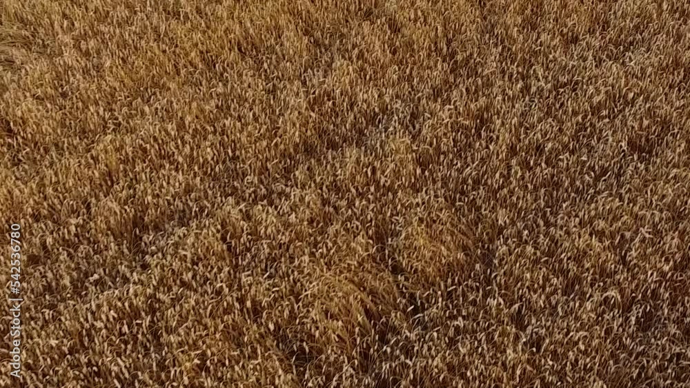 Aerial view of wind blowing along the wheat field. Industry, agriculture concept. Aerial view of wind blowing along the wheat field. Industry, agriculture concept.