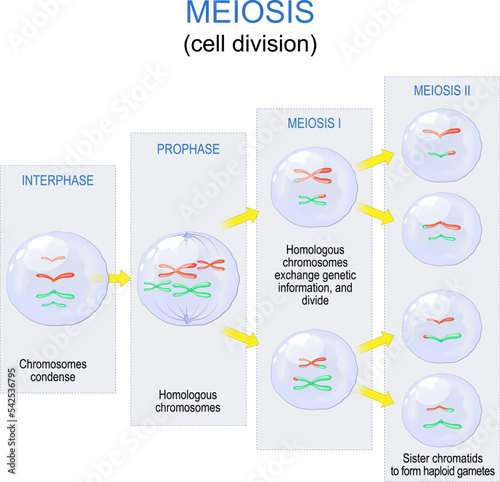 Meiosis. cell division for produce the gametes, such as sperm or egg cells