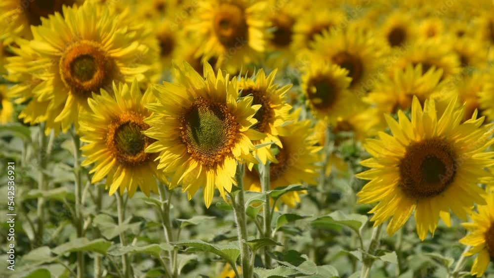 Natural background with sunflowers in the field Natural background with sunflowers in the field
