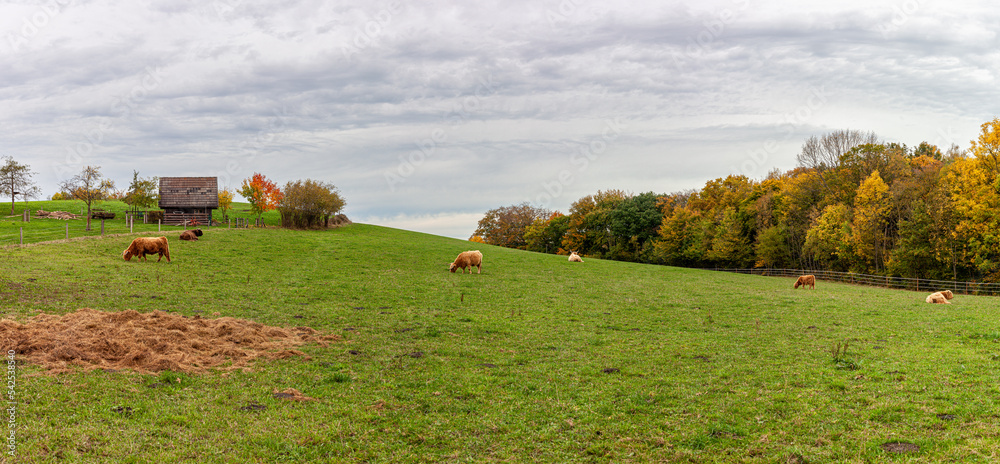 Fototapeta premium Beautiful panoramic village autumn landscape photo in North Rhine Westphalia in Germany. Pets graze in a large paddock