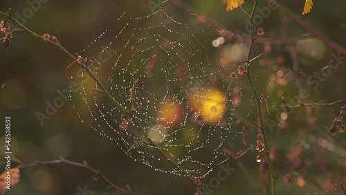 Wallpaper Mural Small water droplets on a spider web waving in the wind Torontodigital.ca