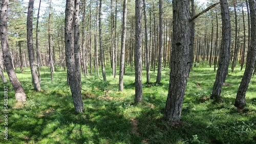 Wallpaper Mural Pine forest landscape of mountain Zlatibor in Serbia. Torontodigital.ca