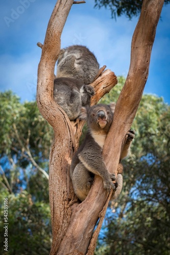 Photography Vertical shot of beautiful koalas sleeping and holding on to branches in a sunny
