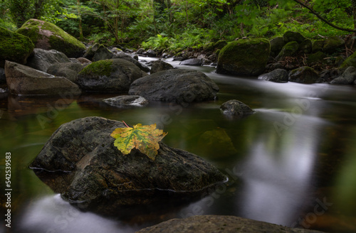 stream in the forest