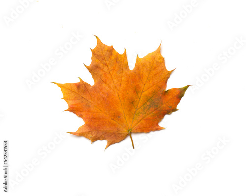 Colorful autumn maple leaf isolated on white, top view