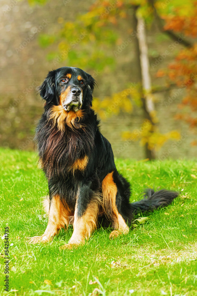 male dog hovawart gold and black happily fits nice and neatly
