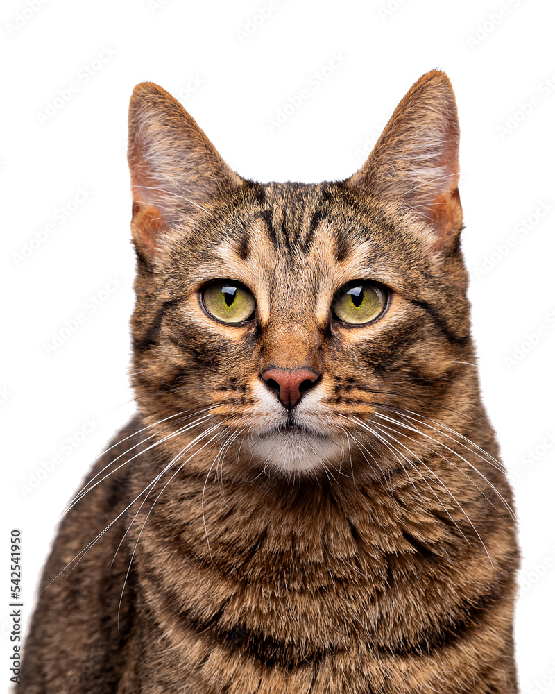 Portrait of a tabby cat with green eyes. Isolate on white background
