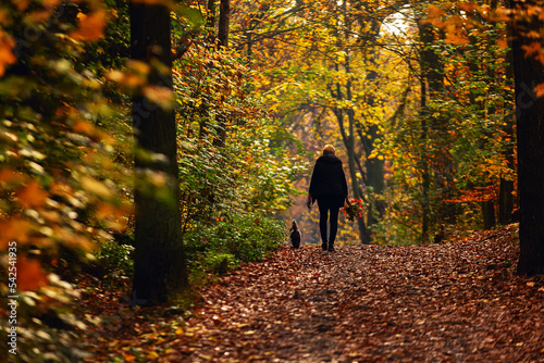 silhouette of a woman walking through an autumn forest with a dog in the backlight