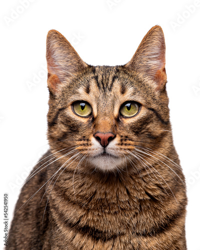 Portrait of a tabby cat with green eyes. Isolate on white background © Nataliya Schmidt