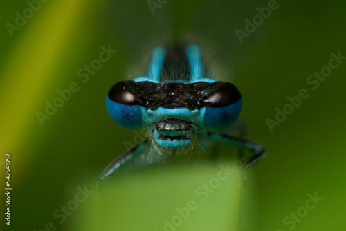 Head on view of a common blue damselfly 