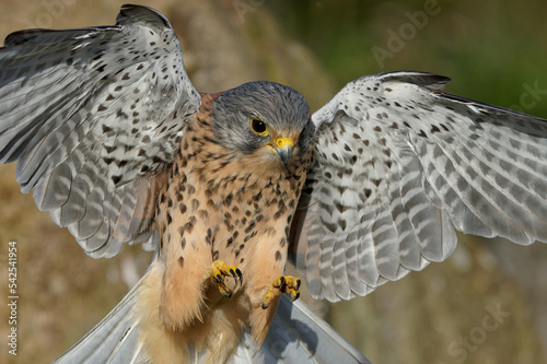 Foto Male kestrel about to land