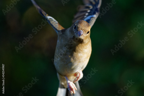 Head on view of female chaffinch in flight