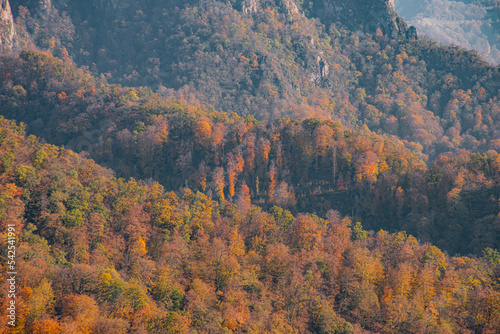 autumn in the mountain forest © vardan