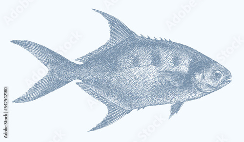 Largespotted dart trachinotus botla, tropical marine fish in side view