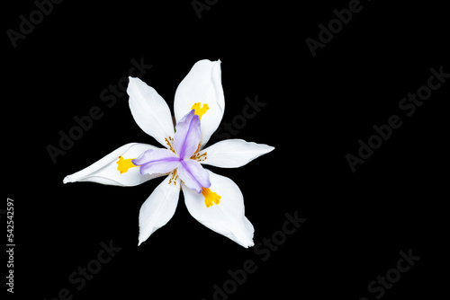 beautiful wild iris from Africa