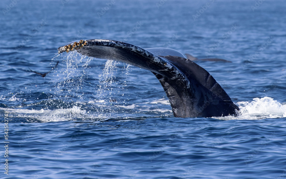 Obraz premium Humpback Whale