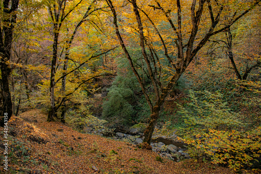 autumn in the beautiful park