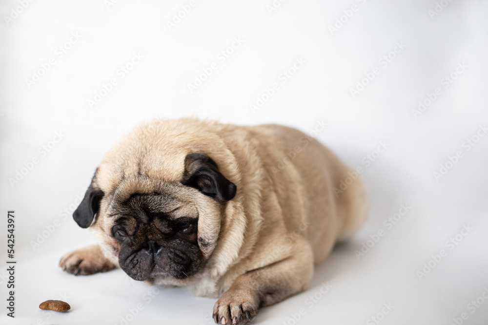 bulldog puppy