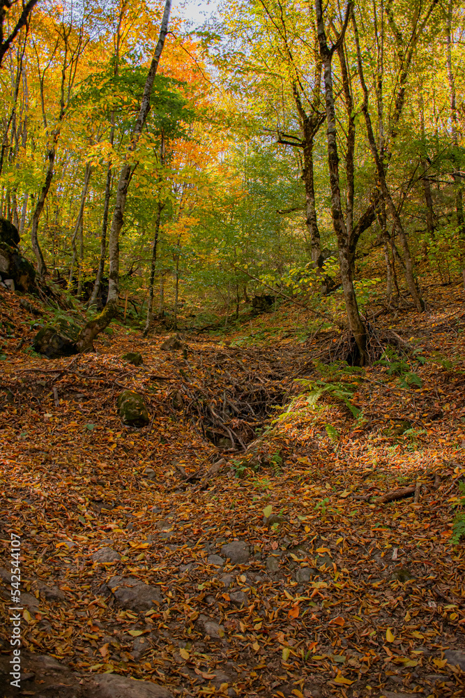autumn in the dark forest