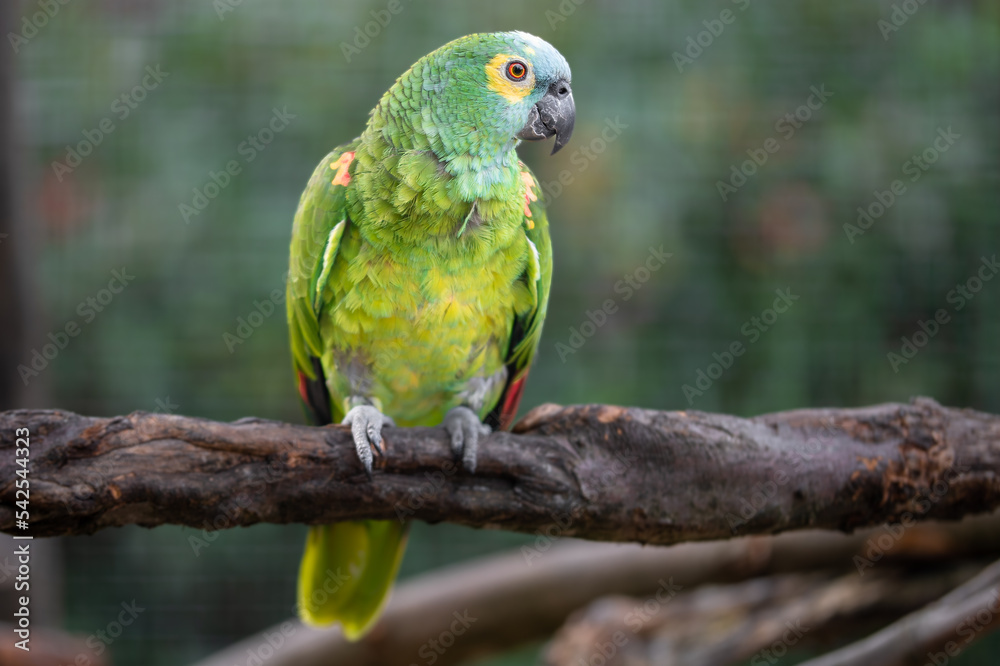 Grüner Papagei auf einem Zweig vom Baum mit Platz für Text