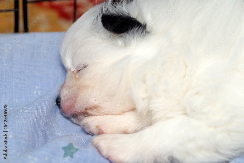 Scared lonely white pomeranian puppy is sleeping Scared lonely white pomeranian puppy is sleeping