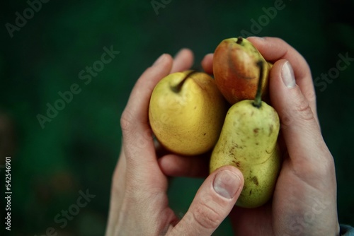 Woman Harvests pear From Her Garden