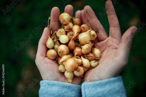 Woman Harvests onions From Her Garden