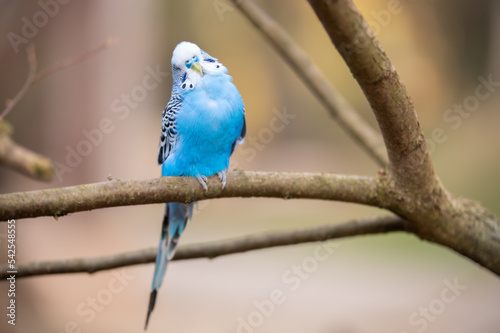 isolierter blauer Wellensittich auf einem Ast vom Baum mit Platz f  r Text