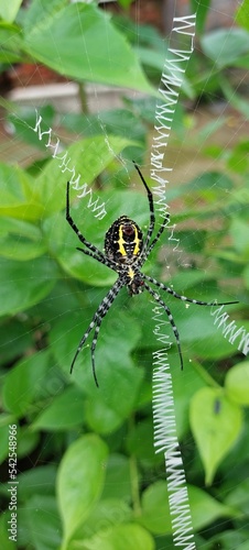 Vertical shot of the Argiope anasuja spider photo