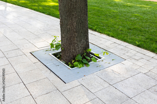 Metal protection of the roots of trees growing on the city sidewalk in a public park