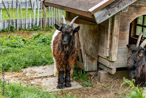 Long shot of two Valais blackneck goats, standing in front of a wooden goat house, on a farm yard photo