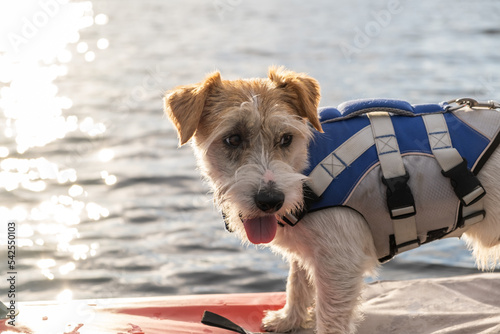 Portrait of a dog breed Jack Russell Terrier in a blue life jacket in the backlight on the lake