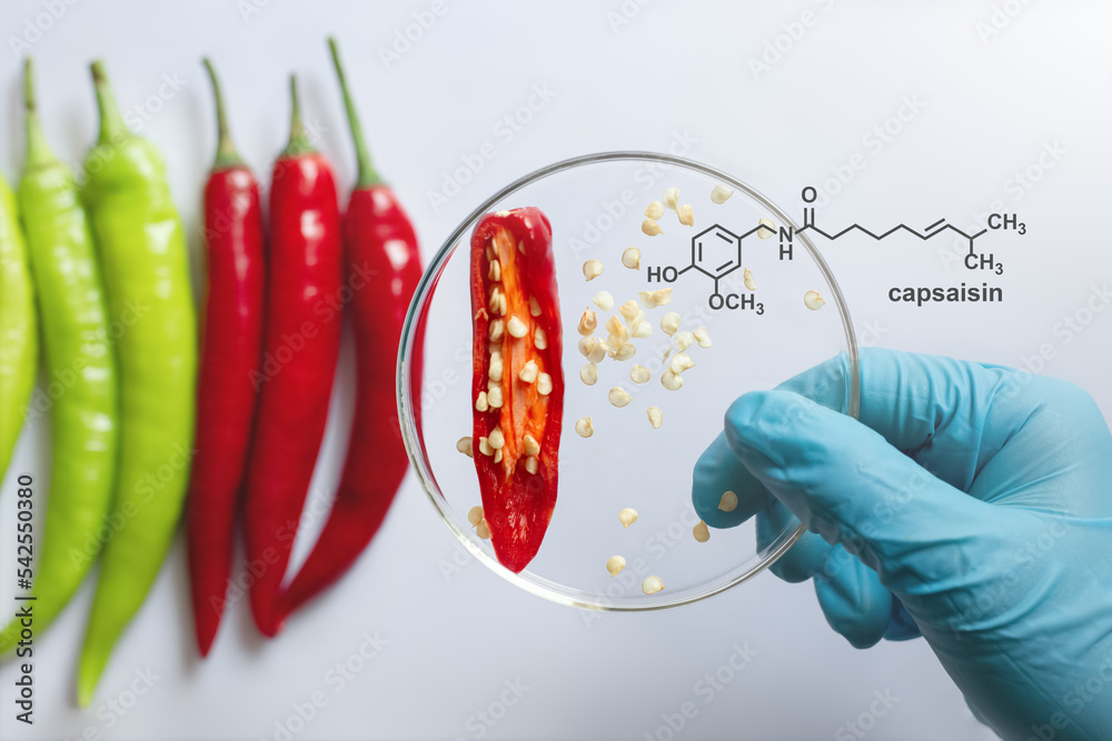 Chemical structure of capsaicin from chili seeds, yield percentage of
