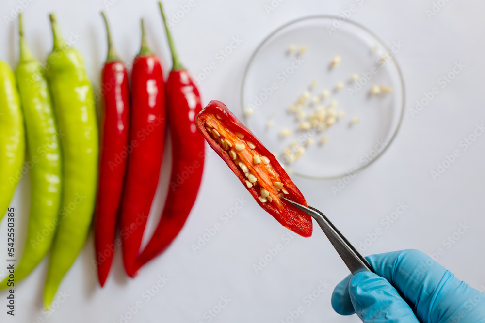 Food quality control of chilli specimens of the each species in the laboratory. Testing samples for plant disease. Food quality control of chilli specimens of the each species in the laboratory. Testing samples for plant disease.