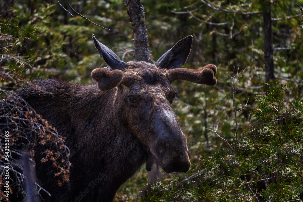 Obraz premium Portrait of a young bull moose showing of his new velvet antlers. 