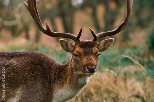 deer in the forest