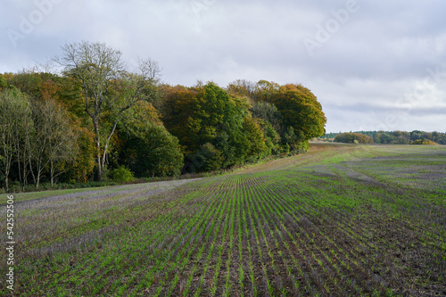 Field with trees in autumn / fall under cloudy sky