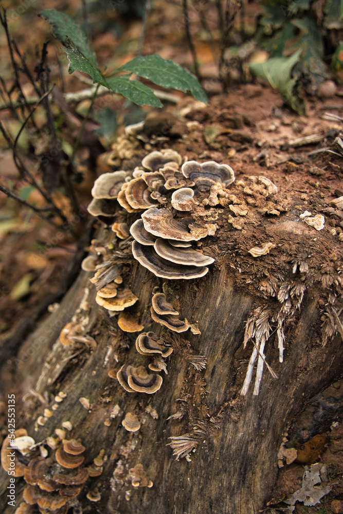 Polyporaceae, a family of Fungi in an open-air forest. Neurotoxin ...