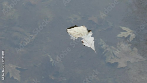 Autumn leaves floating in rippled water.