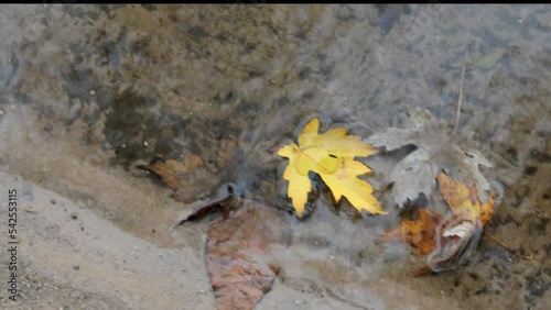 Autumn leaves floating in rippled water.