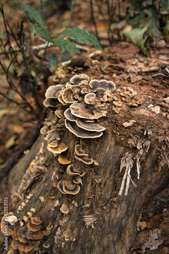 Polyporaceae, a family of Fungi in an open-air forest. Neurotoxin. Polyporic acid.