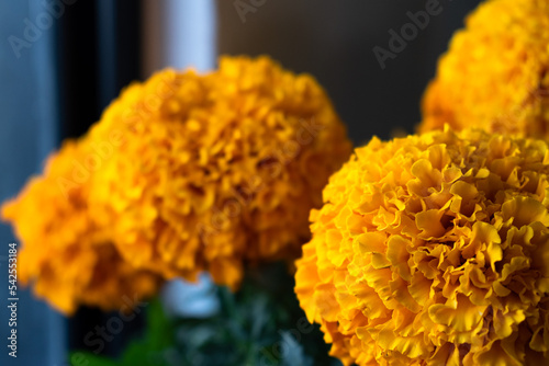 Cempasuchil flowers for altar, Mexican culture. Day of the Dead.